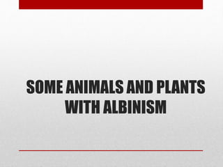 SOME ANIMALS AND PLANTS
WITH ALBINISM
 