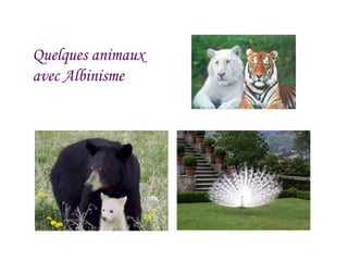 Quelques animaux avec Albinisme 