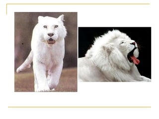 PPT - Albinismo O branco que a natureza merece. PowerPoint Presentation -  ID:5252138