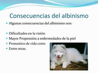 Consecuencias del albinismo
 Algunas consecuencias del albinismo son:


 Dificultades en la visión
 Mayor Propensión a enfermedades de la piel
 Pronostico de vida corto
 Entre otras.
 