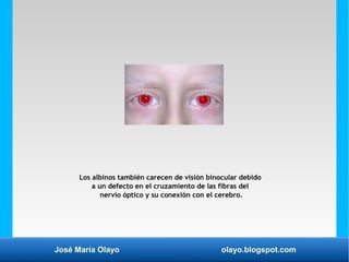 José María Olayo olayo.blogspot.com
Los albinos también carecen de visión binocular debido
a un defecto en el cruzamiento de las fibras del
nervio óptico y su conexión con el cerebro.
 