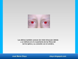 José María Olayo olayo.blogspot.com
Los albinos también carecen de visión binocular debido
a un defecto en el cruzamiento ...