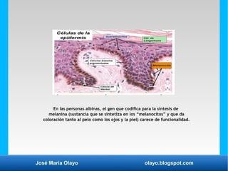 José María Olayo olayo.blogspot.com
En las personas albinas, el gen que codifica para la síntesis de
melanina (sustancia q...