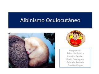 Albinismo Oculocutáneo



                  Integrantes:
                Sebastián Acosta
                Carolina Benítez
                David Domínguez
                Gabriela Santana
                 Damián Vargas
 