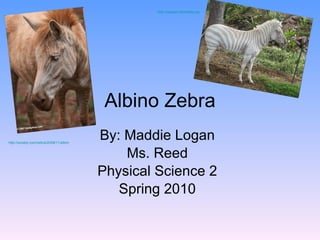 Albino Zebra By: Maddie Logan Ms. Reed Physical Science 2 Spring 2010 http://sorabji.com/zebra/2008/11/albino-zebra.html http://upload.wikimedia.org/wikipedia/commons/e/e3/Blondzebra.jpg 