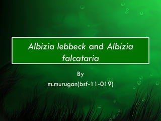 Albizia lebbeck and Albizia
          falcataria
              By
     m.murugan(bsf-11-019)
 