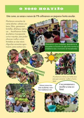 O NOSO HORTIÑO
Este curso, as nenas e nenos de 1ºB cultivamos un pequeno horto escolar.
Plantamos sementes de
varias plantas: cabazas, pa-
tacas, fabas, garavanzos,
lentellas, albahaca, espina-
cas… Reutilizamos botes
de plástico transparente
como macetas, para poder
observar mellor como
brotaban as súas raíces.
Algunhas sementes agro-
maron, pero outras non.
Observamos como medraban, aprendemos as
súas partes e a función de cada unha mentres as
coidabamos ata o momento de transplantalas.
Acochamos a terra con herba seca
para que conserve mellor a humi-
dade.
Vemos como me-
dran as plantas, men-
tres medramos nós
E xa comezamos a
recoller a nosa co-
lleita!
 