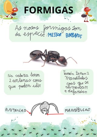 FORMIGAS
 