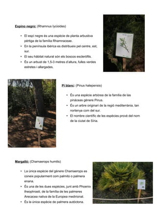 Espino negro: (Rhamnus Iycioides)
• El espí negre és una espècie de planta arbustiva
pértiga de la família Rhamnaceae.
• En la península ibèrica es distribueix pel centre, est,
sur.
• El seu hàbitat natural són els boscos escleròfils.
• És un arbust de 1,5-3 metres d’altura, fulles verdes
estretes i allargades.
Pi blanc: (Pinus halepensis)
• És una espècie arbòrea de la família de las
pinàceas gènere Pinus.
• És un arbre originari de la regió mediterrània, tan
nortenya com del sur.
• El nombre científic de les espècies provè del nom
de la ciutat de Síria.
Margalló: (Chamaerops humilis)
• La única espècie del gènere Chamaerops es
coneix popularment com palmito o palmera
enana.
• És una de les dues espècies, junt amb Phoenix
theophrasti, de la família de les palmeres
Arecacea nativa de la Europea medirional.
• És la única espècie de palmera autóctona.
 