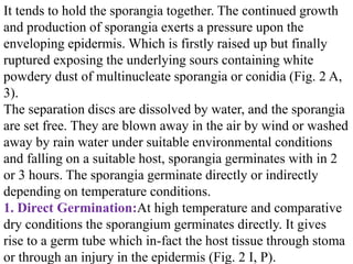 It tends to hold the sporangia together. The continued growth
and production of sporangia exerts a pressure upon the
enveloping epidermis. Which is firstly raised up but finally
ruptured exposing the underlying sours containing white
powdery dust of multinucleate sporangia or conidia (Fig. 2 A,
3).
The separation discs are dissolved by water, and the sporangia
are set free. They are blown away in the air by wind or washed
away by rain water under suitable environmental conditions
and falling on a suitable host, sporangia germinates with in 2
or 3 hours. The sporangia germinate directly or indirectly
depending on temperature conditions.
1. Direct Germination:At high temperature and comparative
dry conditions the sporangium germinates directly. It gives
rise to a germ tube which in-fact the host tissue through stoma
or through an injury in the epidermis (Fig. 2 I, P).
 
