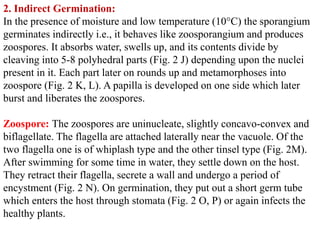 2. Indirect Germination:
In the presence of moisture and low temperature (10°C) the sporangium
germinates indirectly i.e., it behaves like zoosporangium and produces
zoospores. It absorbs water, swells up, and its contents divide by
cleaving into 5-8 polyhedral parts (Fig. 2 J) depending upon the nuclei
present in it. Each part later on rounds up and metamorphoses into
zoospore (Fig. 2 K, L). A papilla is developed on one side which later
burst and liberates the zoospores.
Zoospore: The zoospores are uninucleate, slightly concavo-convex and
biflagellate. The flagella are attached laterally near the vacuole. Of the
two flagella one is of whiplash type and the other tinsel type (Fig. 2M).
After swimming for some time in water, they settle down on the host.
They retract their flagella, secrete a wall and undergo a period of
encystment (Fig. 2 N). On germination, they put out a short germ tube
which enters the host through stomata (Fig. 2 O, P) or again infects the
healthy plants.
 
