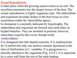 Sexual Reproduction:
It takes place when the growing season comes to an end. The
mycelium penetrates into the deeper tissues of the host. The
sexual reproduction is highly oogamous type. The antheridium
and oogonium develops deeper in the host tissue in close
association within the intercellular spaces.
Its formation is externally indicated by hypertrophy. The
antheridium and oogonium are formed near each other on
hyphal branches. They are terminal in position, however,
intercalary oogonia also occur, though rarely.
Antheridium:
It is elongated and club shaped structure. It is multinucleate
(6-12 nuclei) but only one nucleus remains functional at the
time of fertilization in C. candidus. It is paragynous i.e.,
laterally attached to the oogonium (Fig. 4 A-C). It is separated
by a cross wall from the rest of the male hyphae.
 