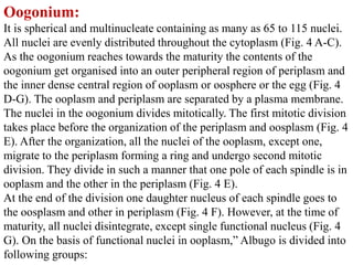 Oogonium:
It is spherical and multinucleate containing as many as 65 to 115 nuclei.
All nuclei are evenly distributed throughout the cytoplasm (Fig. 4 A-C).
As the oogonium reaches towards the maturity the contents of the
oogonium get organised into an outer peripheral region of periplasm and
the inner dense central region of ooplasm or oosphere or the egg (Fig. 4
D-G). The ooplasm and periplasm are separated by a plasma membrane.
The nuclei in the oogonium divides mitotically. The first mitotic division
takes place before the organization of the periplasm and oosplasm (Fig. 4
E). After the organization, all the nuclei of the ooplasm, except one,
migrate to the periplasm forming a ring and undergo second mitotic
division. They divide in such a manner that one pole of each spindle is in
ooplasm and the other in the periplasm (Fig. 4 E).
At the end of the division one daughter nucleus of each spindle goes to
the oosplasm and other in periplasm (Fig. 4 F). However, at the time of
maturity, all nuclei disintegrate, except single functional nucleus (Fig. 4
G). On the basis of functional nuclei in ooplasm,” Albugo is divided into
following groups:
 