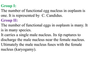 Group I:
The number of functional egg nucleus in ooplasm is
one. It is represented by C. Candidus.
Group II:
The number of functional eggs in ooplasm is many. It
is in many species.
It carries a single male nucleus. Its tip ruptures to
discharge the male nucleus near the female nucleus.
Ultimately the male nucleus fuses with the female
nucleus (karyogamy).
 