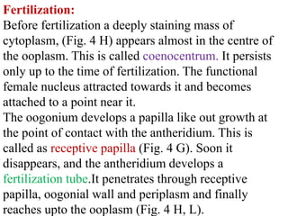 Fertilization:
Before fertilization a deeply staining mass of
cytoplasm, (Fig. 4 H) appears almost in the centre of
the ooplasm. This is called coenocentrum. It persists
only up to the time of fertilization. The functional
female nucleus attracted towards it and becomes
attached to a point near it.
The oogonium develops a papilla like out growth at
the point of contact with the antheridium. This is
called as receptive papilla (Fig. 4 G). Soon it
disappears, and the antheridium develops a
fertilization tube.It penetrates through receptive
papilla, oogonial wall and periplasm and finally
reaches upto the ooplasm (Fig. 4 H, L).
 