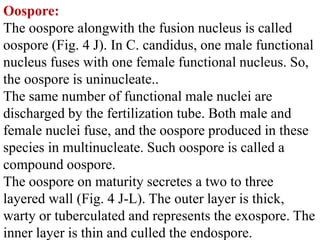 Oospore:
The oospore alongwith the fusion nucleus is called
oospore (Fig. 4 J). In C. candidus, one male functional
nucleus fuses with one female functional nucleus. So,
the oospore is uninucleate..
The same number of functional male nuclei are
discharged by the fertilization tube. Both male and
female nuclei fuse, and the oospore produced in these
species in multinucleate. Such oospore is called a
compound oospore.
The oospore on maturity secretes a two to three
layered wall (Fig. 4 J-L). The outer layer is thick,
warty or tuberculated and represents the exospore. The
inner layer is thin and culled the endospore.
 