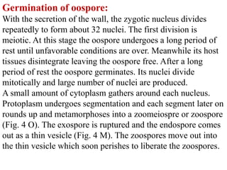 Germination of oospore:
With the secretion of the wall, the zygotic nucleus divides
repeatedly to form about 32 nuclei. The first division is
meiotic. At this stage the oospore undergoes a long period of
rest until unfavorable conditions are over. Meanwhile its host
tissues disintegrate leaving the oospore free. After a long
period of rest the oospore germinates. Its nuclei divide
mitotically and large number of nuclei are produced.
A small amount of cytoplasm gathers around each nucleus.
Protoplasm undergoes segmentation and each segment later on
rounds up and metamorphoses into a zoomeiospre or zoospore
(Fig. 4 O). The exospore is ruptured and the endospore comes
out as a thin vesicle (Fig. 4 M). The zoospores move out into
the thin vesicle which soon perishes to liberate the zoospores.
 