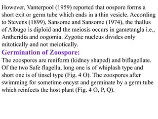However, Vanterpool (1959) reported that oospore forms a
short exit or germ tube which ends in a thin vesicle. According
to Stevens (1899), Sansome and Sansome (1974), the thallus
of Albugo is diploid and the meiosis occurs in gametangla i.e.,
Antheridia and oogomia. Zygotic nucleus divides only
mitotically and not meiotically.
Germination of Zoospore:
The zoospores are reniform (kidney shaped) and biflagellate.
Of the two Safe flagella, long one is of whiplash type and
short one is of tinsel type (Fig. 4 O). The zoospores after
swimming for sometime encyst and germinate by a germ tube
which reinfects the host plant (Fig. 4 O, P, Q).
 