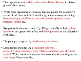 • This organism causes white rust or white blister diseases in above-
ground plant tissues.
• While these organisms affect many types of plants, the destructive
aspect of infection is limited to a few agricultural crops, including :
beets, cabbages, cauliflower, mustards, radish, spinach, sweet
potatoes, turnips etc.
• Symptoms of white rust caused by Albugo typically include yellow
lesions on the upper leaf surface and white pustules on the underside
of the leaf.
• The pathogen is spread by wind, water, and insects.
• Management includes use of resistant cultivars,
proper irrigation practices, crop rotation, sanitation, and chemical
control. White rust is an important economic disease, causing severe
crop losses if not controlled.
 