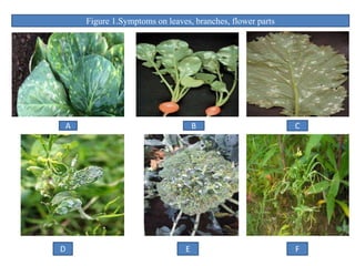 Figure 1.Symptoms on leaves, branches, flower parts
A B C
D E F
 