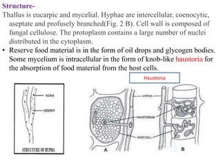 Structure-
Thallus is eucarpic and mycelial. Hyphae are intercellular, coenocytic,
aseptate and profusely branched(Fig. 2 B). Cell wall is composed of
fungal cellulose. The protoplasm contains a large number of nuclei
distributed in the cytoplasm.
• Reserve food material is in the form of oil drops and glycogen bodies.
Some mycelium is intracellular in the form of knob-like haustoria for
the absorption of food material from the host cells.
Haustoria
 