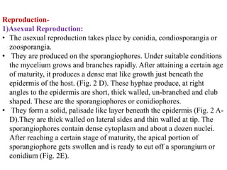 Reproduction-
1)Asexual Reproduction:
• The asexual reproduction takes place by conidia, condiosporangia or
zoosporangia.
• They are produced on the sporangiophores. Under suitable conditions
the mycelium grows and branches rapidly. After attaining a certain age
of maturity, it produces a dense mat like growth just beneath the
epidermis of the host. (Fig. 2 D). These hyphae produce, at right
angles to the epidermis are short, thick walled, un-branched and club
shaped. These are the sporangiophores or conidiophores.
• They form a solid, palisade like layer beneath the epidermis (Fig. 2 A-
D).They are thick walled on lateral sides and thin walled at tip. The
sporangiophores contain dense cytoplasm and about a dozen nuclei.
After reaching a certain stage of maturity, the apical portion of
sporangiophore gets swollen and is ready to cut off a sporangium or
conidium (Fig. 2E).
 