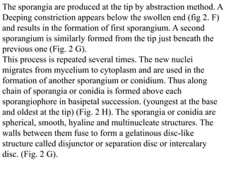 The sporangia are produced at the tip by abstraction method. A
Deeping constriction appears below the swollen end (fig 2. F)
and results in the formation of first sporangium. A second
sporangium is similarly formed from the tip just beneath the
previous one (Fig. 2 G).
This process is repeated several times. The new nuclei
migrates from mycelium to cytoplasm and are used in the
formation of another sporangium or conidium. Thus along
chain of sporangia or conidia is formed above each
sporangiophore in basipetal succession. (youngest at the base
and oldest at the tip) (Fig. 2 H). The sporangia or conidia are
spherical, smooth, hyaline and multinucleate structures. The
walls between them fuse to form a gelatinous disc-like
structure called disjunctor or separation disc or intercalary
disc. (Fig. 2 G).
 