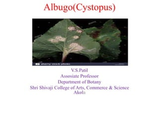 Albugo(Cystopus)
V.S.Patil
Assosiate Professor
Department of Botany
Shri Shivaji College of Arts, Commerce & Science
Akola
 