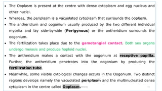  The Ooplasm is present at the centre with dense cytoplasm and egg nucleus and
other nuclei.
 Whereas, the periplasm is a vacuolated cytoplasm that surrounds the ooplasm.
 The antheridium and oogonium usually produced by the two different individual
mycelia and lay side-by-side (Perigynous) or the antheridium surrounds the
oogonium.
 The fertilization takes place due to the gametangial contact. Both sex organs
undergo meiosis and produce haploid nuclei.
 The antheridium makes a contact with the oogonium at receptive papilla.
Further, the antheridium penetrates into the oogonium by producing the
fertilization tube.
 Meanwhile, some visible cytological changes occurs in the Oogonium. Two distinct
regions develops namely the vacuolated periplasm and the multinucleated dense
cytoplasm in the centre called Ooplasm.
GFGC Yelahanka 11
3/11/2022
 