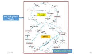 The life cycle of
Albugo
Asexual
Sexual
Diplobiontic life cycle
GFGC Yelahanka 14
3/11/2022
 