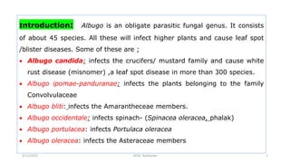 Introduction: Albugo is an obligate parasitic fungal genus. It consists
of about 45 species. All these will infect higher plants and cause leaf spot
/blister diseases. Some of these are ;
 Albugo candida: infects the crucifers/ mustard family and cause white
rust disease (misnomer) ,a leaf spot disease in more than 300 species.
 Albugo ipomae-panduranae: infects the plants belonging to the family
Convolvulaceae
 Albugo bliti: infects the Amarantheceae members.
 Albugo occidentale: infects spinach- (Spinacea oleracea, phalak)
 Albugo portulacea: infects Portulaca oleracea
 Albugo oleracea: infects the Asteraceae members
GFGC Yelahanka 2
3/11/2022
 