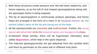  Both these structures create pressure over the leaf lower epidermis, and
hence ruptures, so as the tuft of club shaped sporangiophores along with
the sporangial chains is being exposed.
 The tip of sporangiophore is continuously produce sporangia, and hence
these are arranged in the form of a chain in an basipetal manner i.e, the
earliest (older) spore at the tip and young one at the base.
 All the spores/conidia are colourless and multinucleate. Further, the young
spores are spheroidal while the matured spores are hexagonal in shape.
 In-between these conidia, there will be hygroscopic intercalary discs
called disjunctors, which help in the spore dispersal.
 The matured sporangia/conidia are get detached from the conidial chain
and there by germinate on the same leaf or different host plant.
GFGC Yelahanka 8
3/11/2022
 
