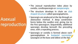 11
Asexual
reproduction
• The asexual reproduction takes place by
conidia, condiosporangia or zoosporangia.
• The structure develops in chain on club
shaped structure called sporangiophores.
• Sporangia are produced at the tip through an
abstraction method. A deep constriction
forms below the swollen end, giving rise to
the first sporangium. Sequentially, additional
sporangia develop beneath the preceding
ones, with a repeating process.
• Sporangia or conidia is formed above each
sporangiophore in basipetal succession.
(youngest at the base and oldest at the tip).
 