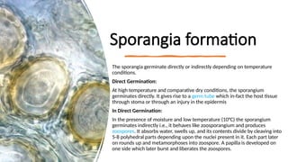 12
Sporangia formation
The sporangia germinate directly or indirectly depending on temperature
conditions.
Direct Germination:
At high temperature and comparative dry conditions, the sporangium
germinates directly. It gives rise to a germ tube which in-fact the host tissue
through stoma or through an injury in the epidermis
In Direct Germination:
In the presence of moisture and low temperature (10°C) the sporangium
germinates indirectly i.e., it behaves like zoosporangium and produces
zoospores. It absorbs water, swells up, and its contents divide by cleaving into
5-8 polyhedral parts depending upon the nuclei present in it. Each part later
on rounds up and metamorphoses into zoospore. A papilla is developed on
one side which later burst and liberates the zoospores.
 