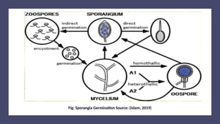 13
Fig: Sporangia Germination Source: (Islam, 2019)
 