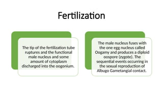 18
Fertilization
The tip of the fertilization tube
ruptures and the functional
male nucleus and some
amount of cytoplasm
discharged into the oogonium.
The male nucleus fuses with
the one egg nucleus called
Oogamy and produces a diploid
oospore (zygote). The
sequential events occurring in
the sexual reproduction of
Albugo Gametangial contact.
 