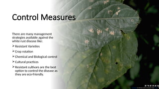 23
Control Measures
There are many management
strategies available against the
white rust disease like:
Resistant Varieties
Crop rotation
Chemical and Biological control
Cultural practices
Resistant cultivars are the best
option to control the disease as
they are eco-friendly.
This Photo by Unknown author is licensed under CC BY.
 