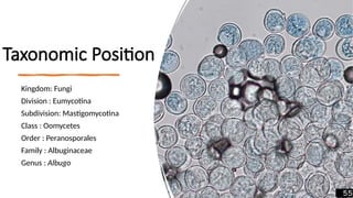4
Taxonomic Position
Kingdom: Fungi
Division : Eumycotina
Subdivision: Mastigomycotina
Class : Oomycetes
Order : Peranosporales
Family : Albuginaceae
Genus : Albugo
 