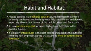 7
Habit and Habitat:
 Albugo candida is an obligate parasitic plant pathogen that infects
primarily the leaves and finally spreads into the different aerial parts,
especially, the cortical tissues of the petiole , stem and floral parts.
 It is an aseptate mycelial form and highly branched, siphon like
mycelial fungus.
 It will grow intercellular in the host tissues and absorbs the nutrients
from the host by producing the characteristic knob or button shaped
haustoria.
 
