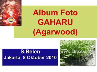 Album Foto
GAHARU
(Agarwood)
S.Belen
Jakarta, 8 Oktober 2010
 