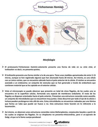 album-protozoarios-recuperado.pdf.parasitologia | PDF