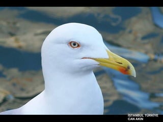 İSTANBUL TÜRKİYE CAN AKIN 