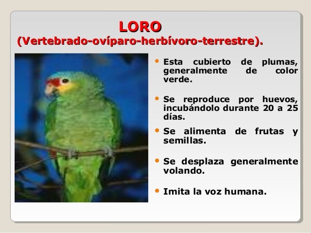 Album animales