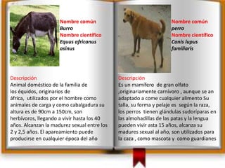 Nombre común
Burro
Nombre científico
Equus africanus
asinus
Descripción
Animal doméstico de la familia de
los équidos, originarios de
áfrica, utilizados por el hombre como
animales de carga y como cabalgadura su
altura es de 90cm a 150cm, son
herbívoros, llegando a vivir hasta los 40
años. Alcanzan la madurez sexual entre los
2 y 2,5 años. El apareamiento puede
producirse en cualquier época del año
Nombre común
perro
Nombre científico
Canis lupus
familiaris
Descripción
Es un mamífero de gran olfato
,originariamente carnívoro , aunque se an
adaptado a come cualquier alimento Su
talla, su forma y pelaje es según la raza,
los perros tienen glándulas sudoríparas en
las almohadillas de las patas y la lengua
pueden vivir asta 15 años, alcanza su
madures sexual al año, son utilizados para
la caza , como mascota y como guardianes
 