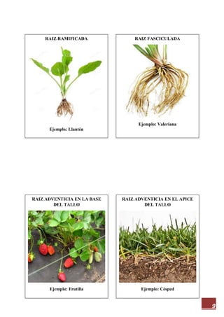 9
RAIZ RAMIFICADA
Ejemplo: Llantén
RAIZ ADVENTICIA EN EL APICE
DEL TALLO
Ejemplo: Césped
RAIZ ADVENTICIA EN LA BASE
DEL TALLO
Ejemplo: Frutilla
RAIZ FASCICULADA
Ejemplo: Valeriana
 