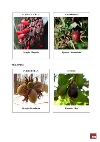 101
MÚLTIPLES
PLURIFOLICULO
Ejemplo: Magnolia
SICONO
Ejemplo: Higo
PLURINUCULA
Ejemplo: Remolacha
SINORRODON
Ejemplo: Rosa vellosa
 