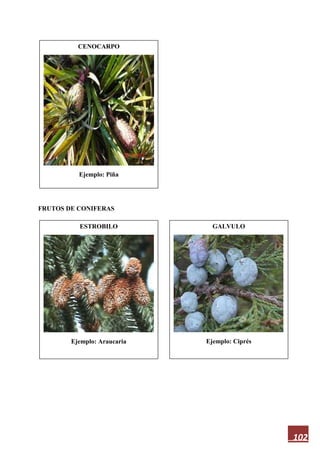 102
FRUTOS DE CONIFERAS
CENOCARPO
Ejemplo: Piña
GALVULO
Ejemplo: Ciprés
ESTROBILO
Ejemplo: Araucaria
 