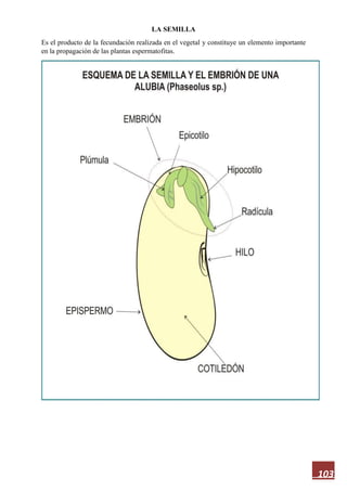 103
LA SEMILLA
Es el producto de la fecundación realizada en el vegetal y constituye un elemento importante
en la propagación de las plantas espermatofitas.
 
