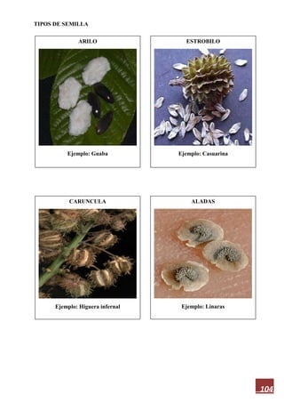 104
TIPOS DE SEMILLA
ARILO
Ejemplo: Guaba
ALADAS
Ejemplo: Linaras
CARUNCULA
Ejemplo: Higuera infernal
ESTROBILO
Ejemplo: Casuarina
 