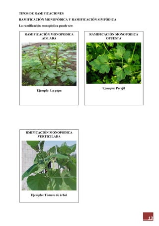 13
TIPOS DE RAMIFICACIONES
RAMIFICACIÓN MONOPÓDICA Y RAMIFICACIÓN SIMPÓDICA
La ramificación monopódica puede ser:
RMIFICACIÓN MONOPODICA
VERTICILADA
Ejemplo: Tomate de árbol
RAMIFICACIÓN MONOPODICA
AISLADA
Ejemplo: La papa
RAMIFICACIÓN MONOPODICA
OPUESTA
Ejemplo: Perejil
 